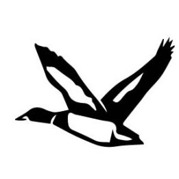 Autocollant Canard colvert oiseau stickers adhesif