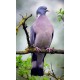 Palombe pigeon ramier autocollant sticker adhésif logo 4