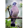 Palombe pigeon ramier autocollant sticker adhésif logo 4