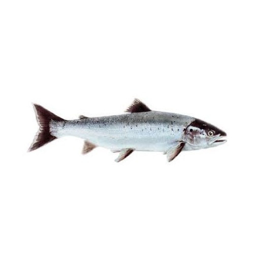 Autocollant image saumon poisson sticker tous supports et voitures