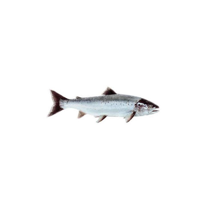 Autocollant image saumon poisson sticker tous supports et voitures