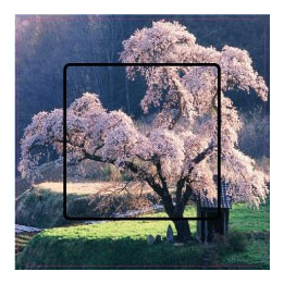 Stickers cerisier en fleur sticker autocollant interrupteur