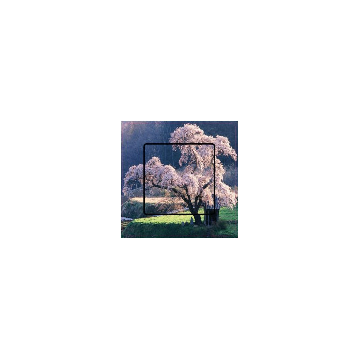 Stickers cerisier en fleur sticker autocollant interrupteur