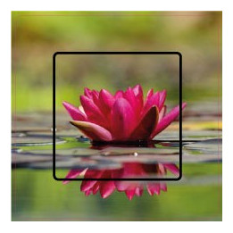 Stickers nénuphar sticker autocollant interrupteur