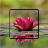 Stickers water lily wall sticker sticker switch