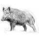 Autocollant sanglier sticker