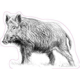 Autocollant sanglier sticker