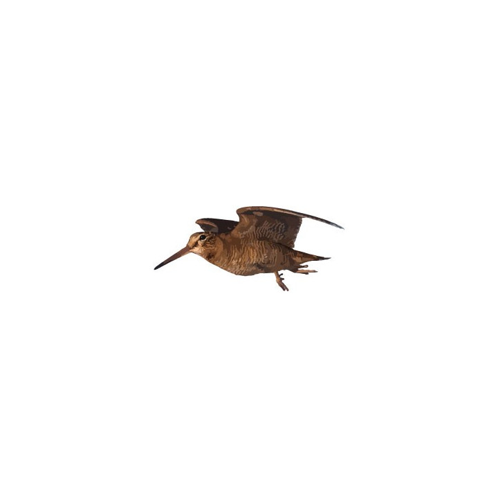 Autocollant logo 5 Bécasse oiseau sticker