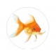 Danzon poisson rouge bonde 162 autocollant adhésif sticker