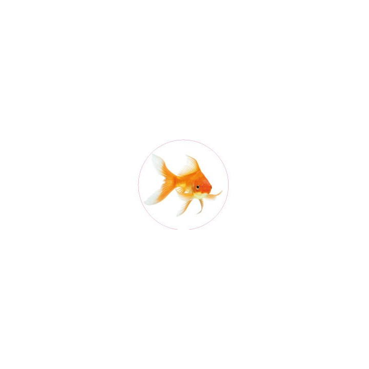 Danzon poisson rouge bonde 162 autocollant adhésif sticker