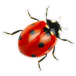 Etiqueta engomada de la mariquita de la etiqueta engomada adhesiva
