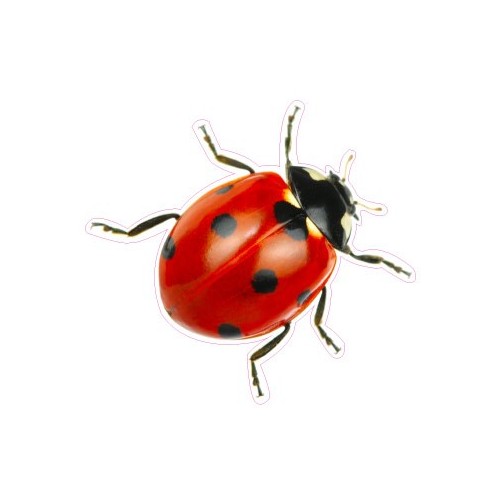 Etiqueta engomada de la mariquita de la etiqueta engomada adhesiva