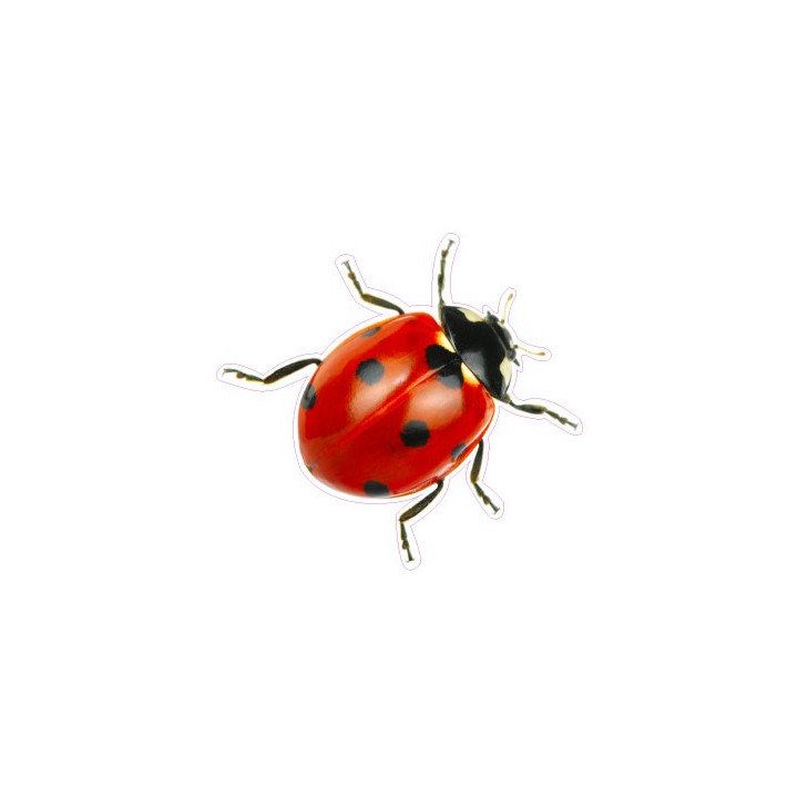 Etiqueta engomada de la mariquita de la etiqueta engomada adhesiva