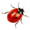 Sticker ladybug sticker adhesive