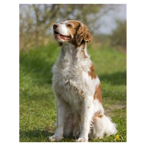 Chien Epagneul assis 11 autocollant adhésif sticker