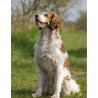 Chien Epagneul assis 11 autocollant adhésif sticker