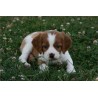 Chien chiot épagneul 03 dans l'herbe autocollant adhésif sticker