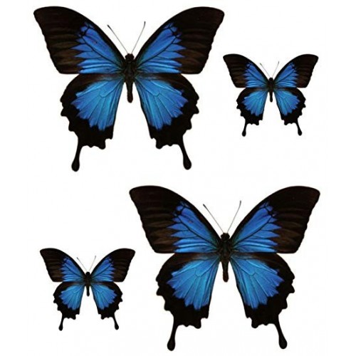 logo groland adesivo adesivo adesivo GRD