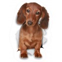 logo groland aufkleber kleber sticker GRD