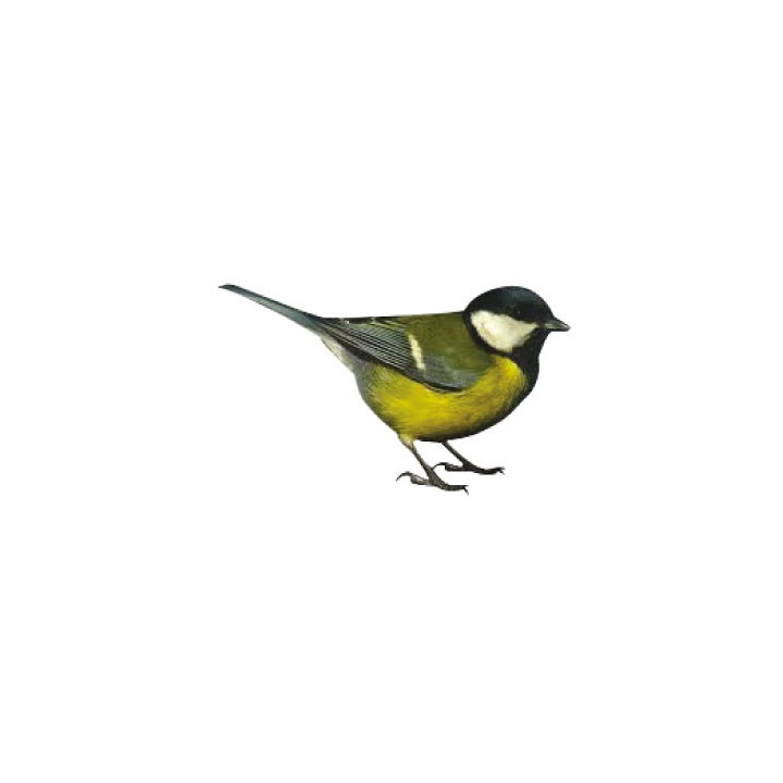 Mésange charbonniere autocollant adhésif sticker logo 543