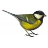 Mésange charbonniere autocollant adhésif sticker logo 543