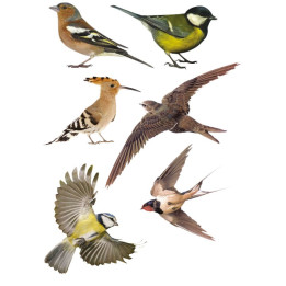 Set 6 oiseaux anti-collision ou décoratif autocollant adhésif sticker logo 581