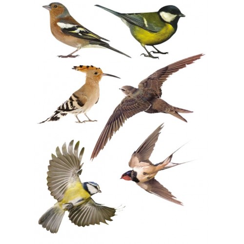 Set 6 oiseaux anti-collision ou décoratif autocollant adhésif sticker logo 581