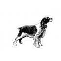 epagneul breton animal chien autocollant