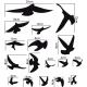 17 autocollants oiseaux 4455 autocollant sticker