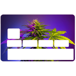 logo groland aufkleber kleber sticker GRD