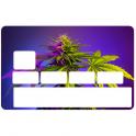 Autocollant Cannabis numéro 24 carte bleue carte bancaire CB adhésif sticker logo 24